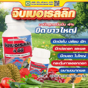 จิบเบอเรลลิก 4 อีซี