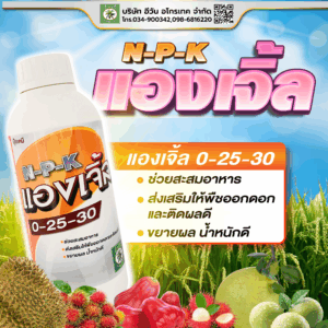 แองเจิ้ล 0-25-30