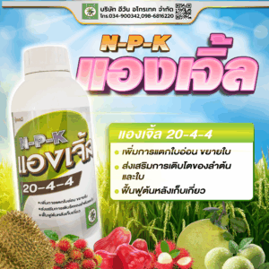 แองเจิ้ล 20-4-4